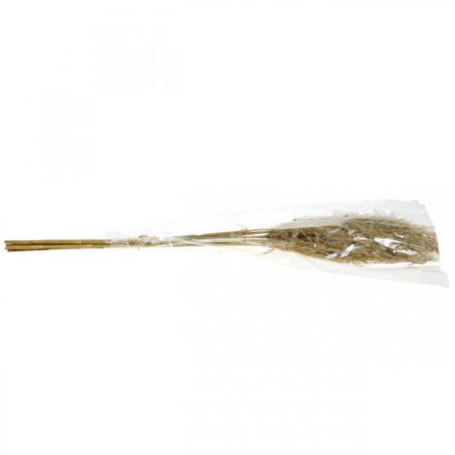 Floristik24 Herbe de pampa séchée, fleuriste sèche naturelle, paquet de 75cm avec 10 pièces