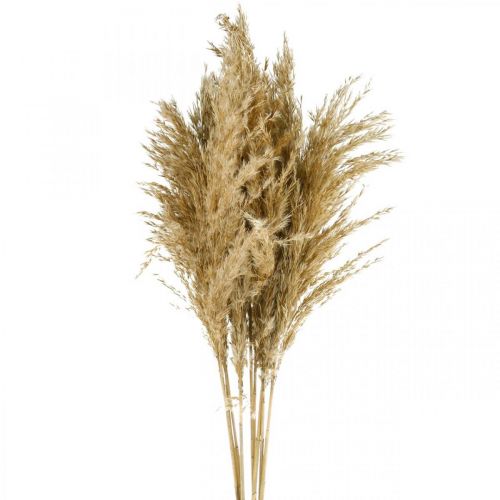 Floristik24 Herbe de pampa séchée, fleuriste sèche naturelle, paquet de 75cm avec 10 pièces