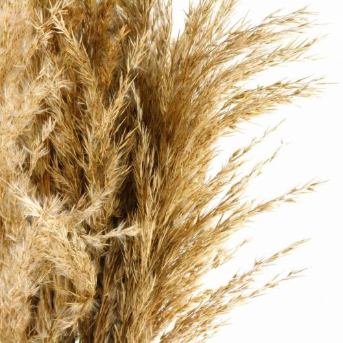 Floristik24 Herbe de pampa séchée, fleuriste sèche naturelle, paquet de 75cm avec 10 pièces