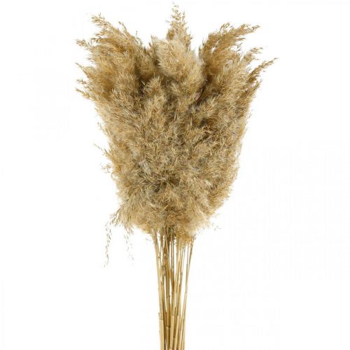 Floristik24 Herbe de la pampa séchée naturelle, décoration sèche, 65 cm, 20 pièces en paquet