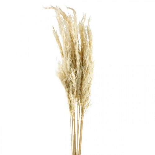 Floristik24 Herbe de Pampa séchée blanchie 75 cm pour bouquet sec paquet de 10