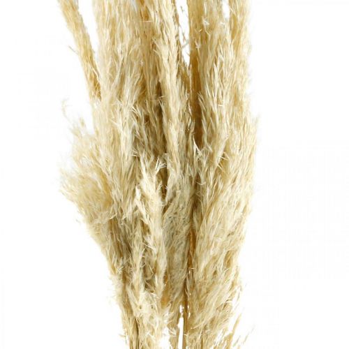 Floristik24 Herbe de Pampa séchée blanchie 75 cm pour bouquet sec paquet de 10