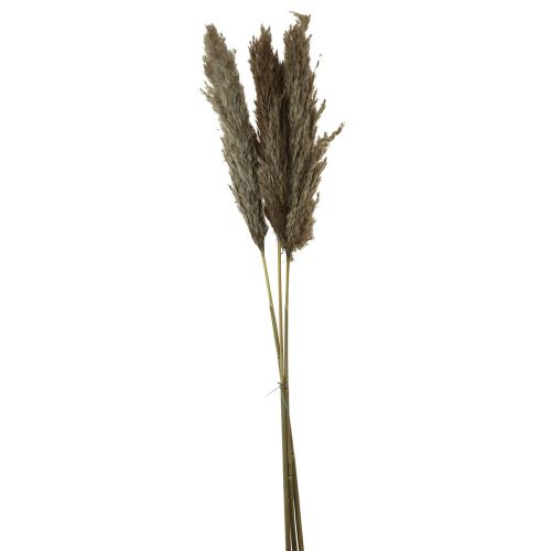 Herbe de pampa séchée herbe sèche décorative naturelle 95cm 3pcs
