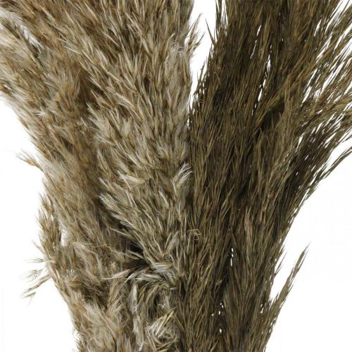 Article Herbe de pampa séchée naturelle bouquet d&#39;herbe sèche 70-75cm 6pcs