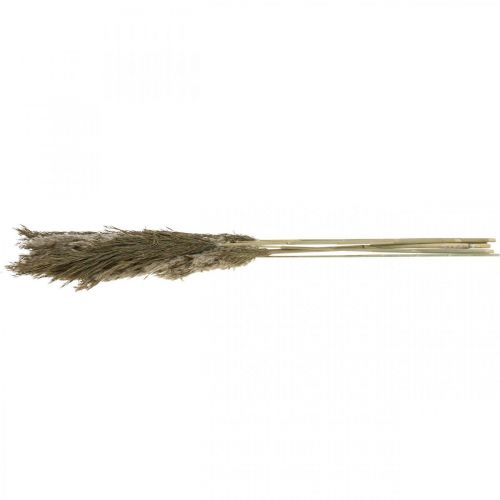 Floristik24 Herbe de la pampa séchée, bouquet d'herbe sèche naturelle 70-75cm 6 pcs
