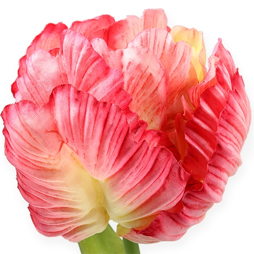 Article Tulipa perroquet fuchsia 72 cm 3 p.