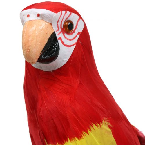 Floristik24 Déco perroquet rouge 44cm
