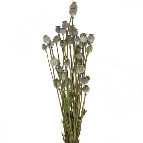 Floristik24 Capsules de graines de pavot séchées bouquet de fleurs séchées naturelles coquelicot déco 90g