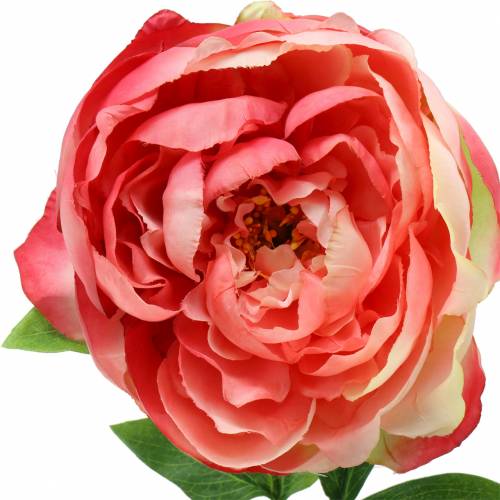 Floristik24 Pivoine fuchsia 59 cm