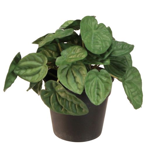 Article Peperomia Green Twist - Plante d&#39;intérieur robuste et décorative en pot de 20 cm