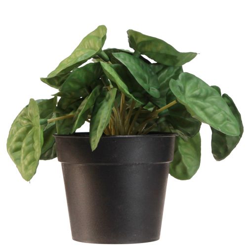 Article Peperomia Green Twist - Plante d&#39;intérieur robuste et décorative en pot de 20 cm