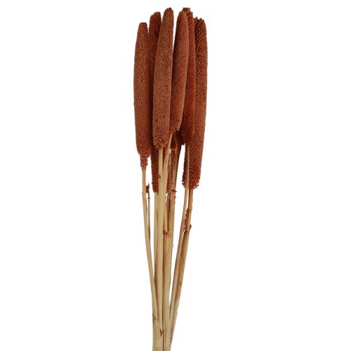 Floristik24 Bulbes de roseaux décoratifs Pearl Millet Babala Millet marron 70cm 10pcs