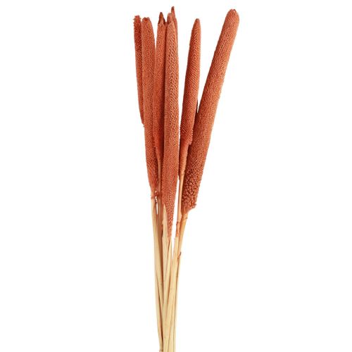 Floristik24 Epis de millet perle déco Mil à chandelle Orange 70cm 10pcs