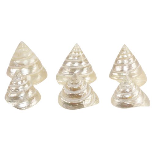 Floristik24 Décoration d&#39;escargot de mer en nacre 5–6 cm 6 pcs