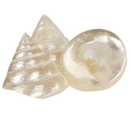 Article Décoration d&#39;escargot de mer en nacre 5–6 cm 6 pcs
