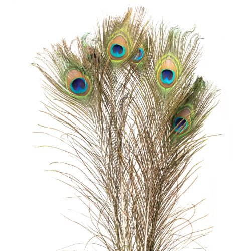 Floristik24 Plumes de paon décoratives, véritables plumes d&#39;oiseaux, longues de 75 à 85 cm, 8 pièces