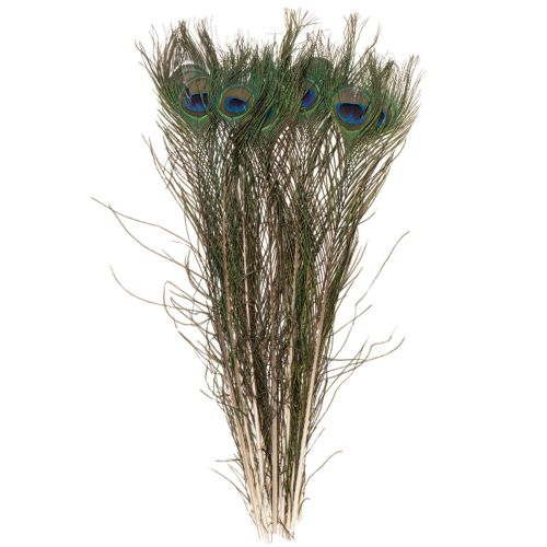 Article Plumes de paon, véritables plumes d'oiseau pour loisirs créatifs et décoration, 55 cm, lot de 10.
