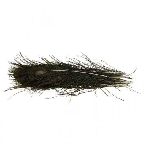 Floristik24 Plumes de paon décoration vraies plumes pour l&#39;artisanat naturel 24-32 cm 24 pièces