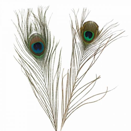 Floristik24 Plumes de paon déco vraies plumes pour artisanat naturel 24-32cm 24pcs