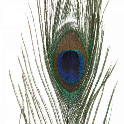 Floristik24 Plumes de paon décoration vraies plumes pour l&#39;artisanat naturel 24-32 cm 24 pièces