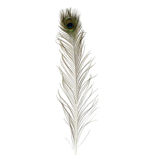 Floristik24 Plumes de paon décoration vraies plumes d'oiseaux longues 70cm 16 pcs
