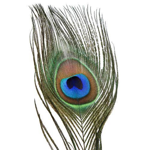 Floristik24 Plumes de paon décoration vraies plumes d'oiseaux longues 70cm 16 pcs