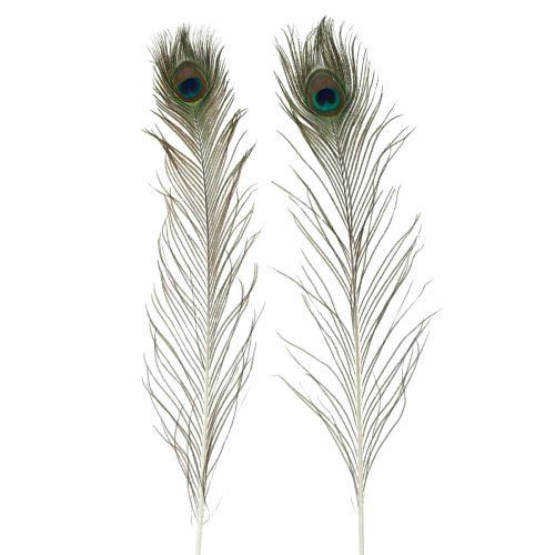 Floristik24 Plumes de paon décoration vraies plumes d'oiseaux longues 70cm 16 pcs