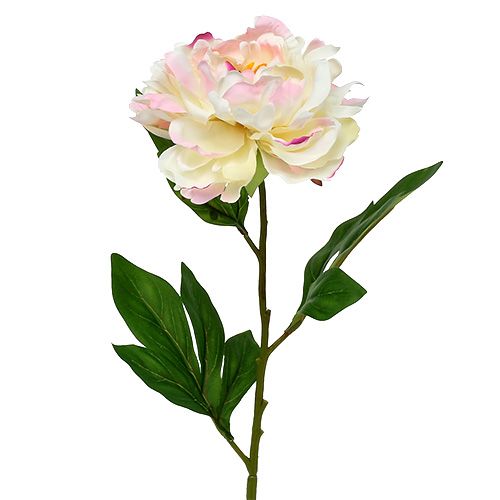 Floristik24 Pivoine Crème-Rose 78cm