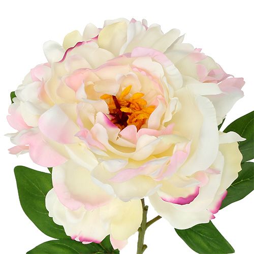 Floristik24 Pivoine Crème-Rose 78cm