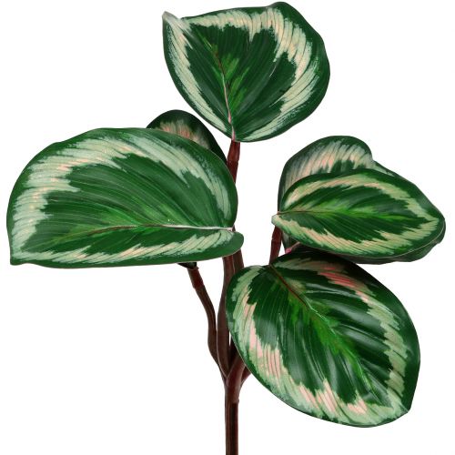 Floristik24 Plante tropicale en vert et rose vif 20cm