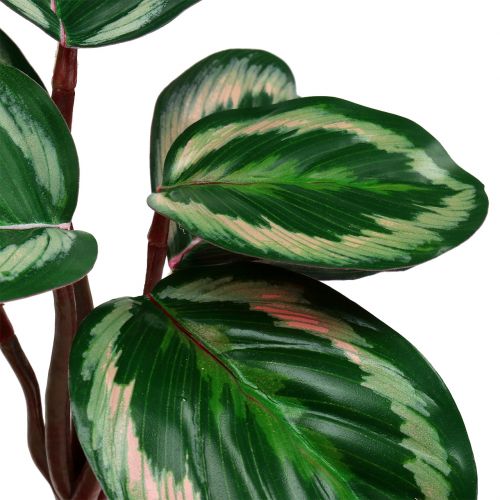 Floristik24 Plante tropicale en vert et rose vif 20cm
