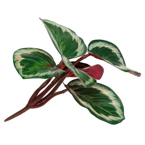 Floristik24 Plante tropicale en vert et rose vif 20cm