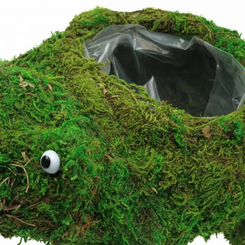 Floristik24 Jardinière grenouille avec mousse vert 35 × 25cm H21cm