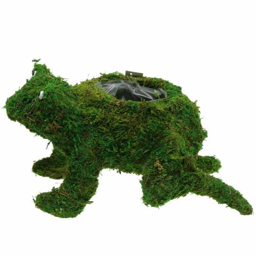 Floristik24 Jardinière grenouille avec mousse vert 35 × 25cm H21cm