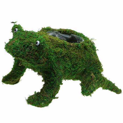 Article Jardinière grenouille avec mousse vert 35 × 25cm H21cm