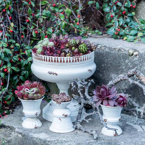 Floristik24 Coupe à Plantes Calice Crème Antique Ø7.5cm H9cm 1 pc