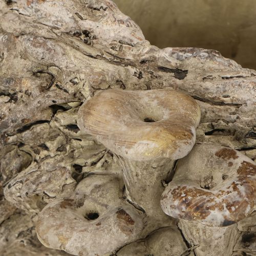 Article Jardinière en pierre reconstituée tronc d'arbre avec champignons 36×18×12,5cm