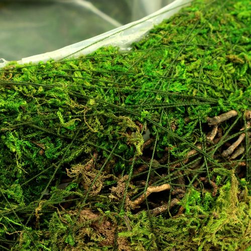 Floristik24 Coupe à plantes en mousse et sarments Ø 25 cm