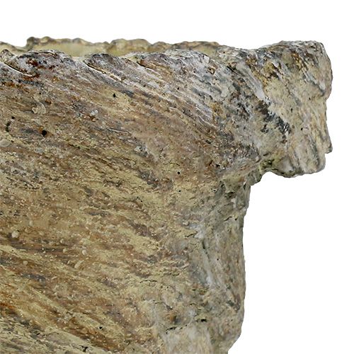 Floristik24 Cache-pot tronc d&#39;arbre Ø11.5cm H14cm 2pcs