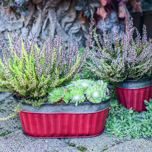 Floristik24 Cache-pot ovale rouge, zinc argent 26 × 13cm H11cm