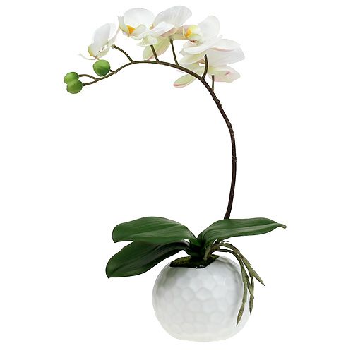 Floristik24 Crème Phalaenopsis dans un pot en céramique 33cm