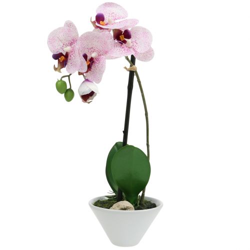 Floristik24 Phalaenopsis en mauve et blanc H38cm en coupe