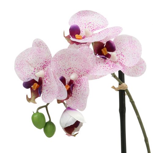 Article Phalaenopsis en mauve et blanc H38cm en coupe