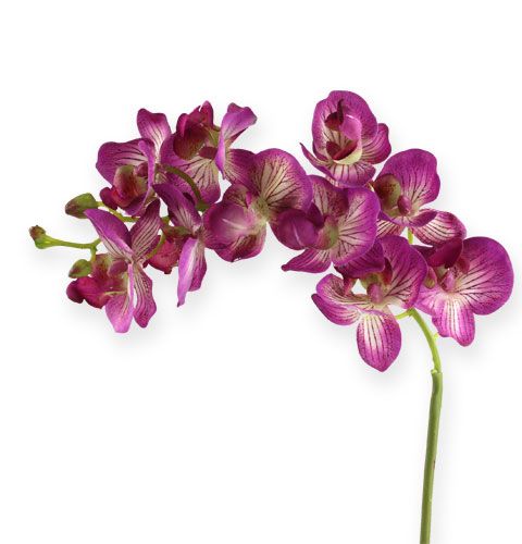 Floristik24 Orchidée Phalaenopsis Violet-Crème 62cm