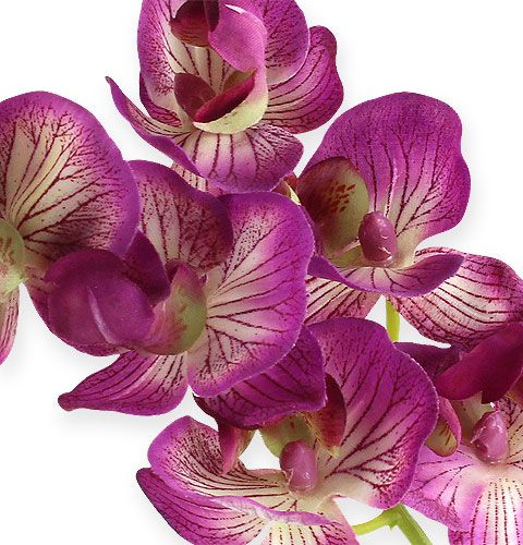 Article Orchidée Phalaenopsis Violet-Crème 62cm