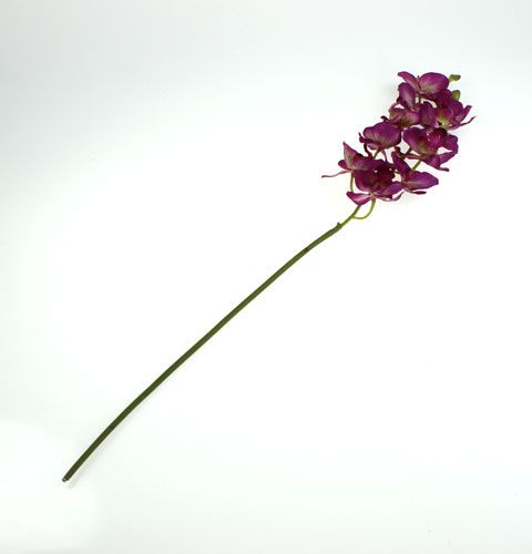 Floristik24 Orchidée Phalaenopsis Violet-Crème 62cm