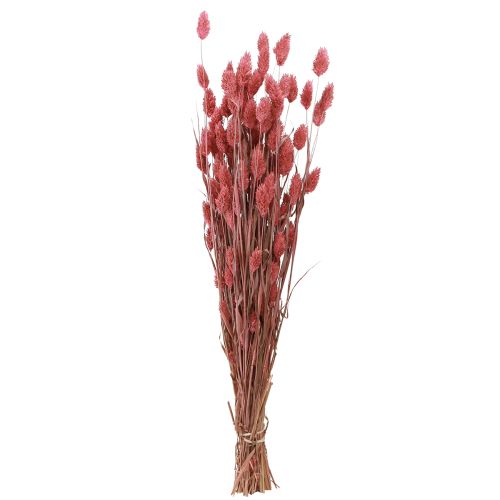 Article Phalaris brillance herbe fleurs séchées rose 64cm 70g × 2pcs