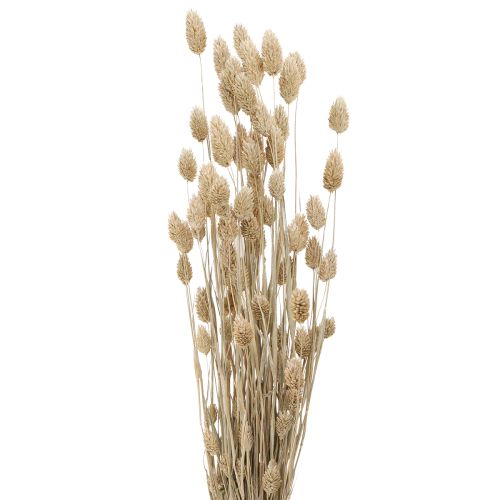 Floristik24 Phalaris alpiste fleurs séchées blanc L64cm 75gx2pcs