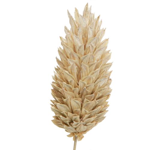 Floristik24 Phalaris alpiste fleurs séchées blanc L64cm 75gx2pcs