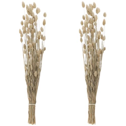 Floristik24 Phalaris alpiste fleurs séchées blanc L64cm 75gx2pcs